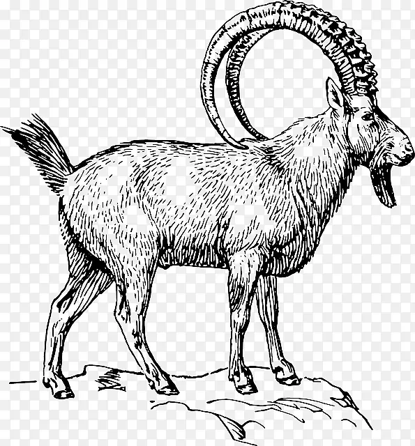 山羊高山ibex电脑图标Pyrenean ibex剪贴画生物迷迭香草