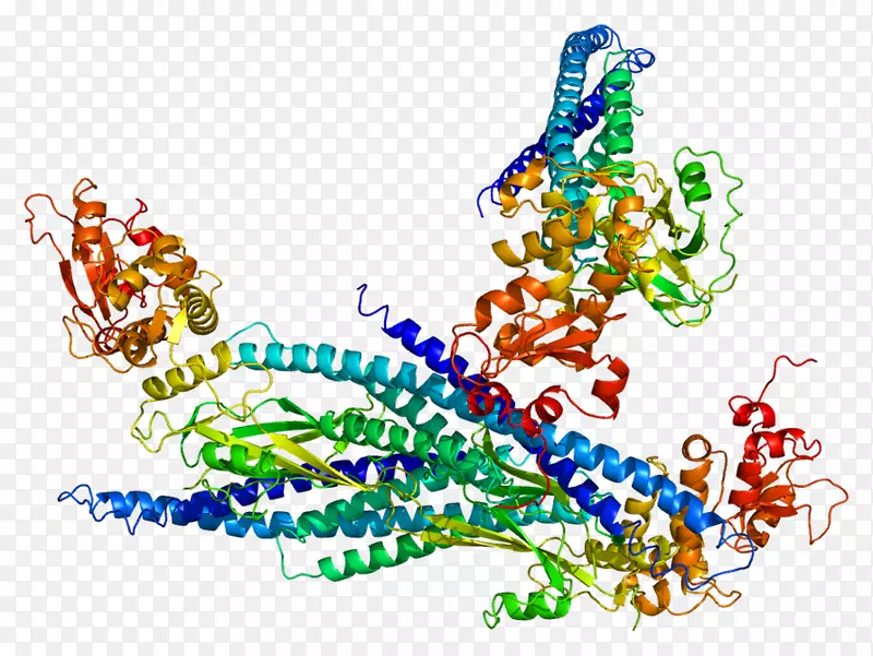 STAT5aSh2结构域STAT蛋白stat5b-range