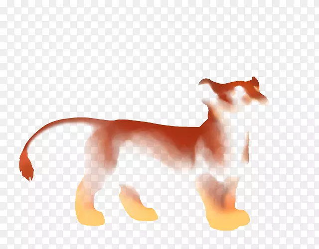 狗猫尾美洲狮野生动物-毛毛雨