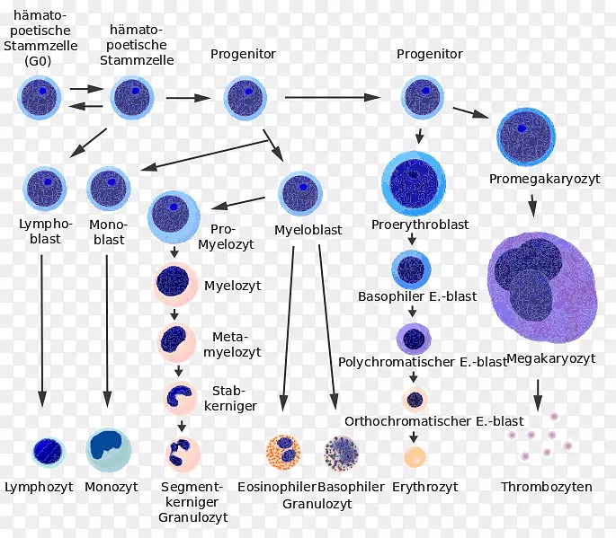 造血干细胞红细胞造血干细胞分化造血干细胞