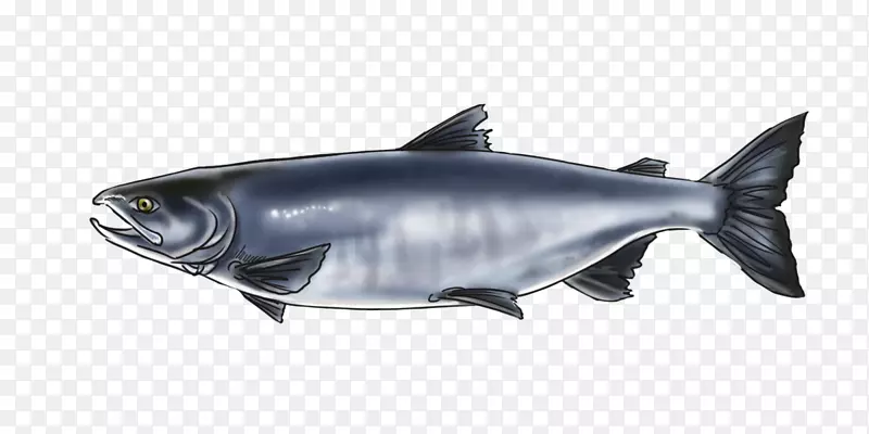 阿拉斯加角类鲑鱼野生动物海洋生物-小须鲸