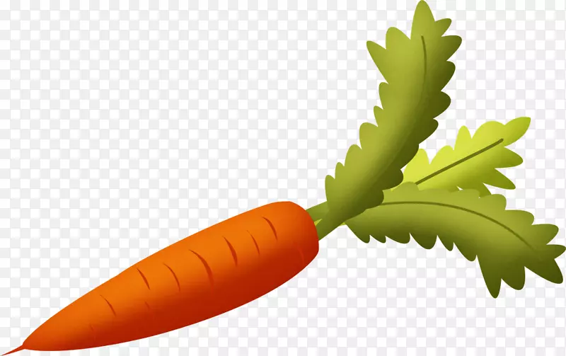 胡萝卜食品蔬菜剪贴画-胡萝卜