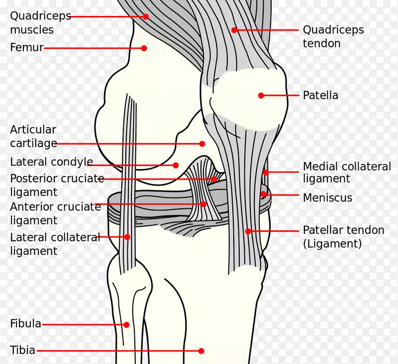 膝关节前交叉韧带内侧副韧带解剖图