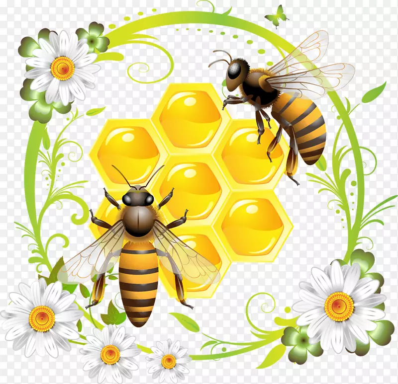 西方蜜蜂蜂巢夹艺术-蜜蜂