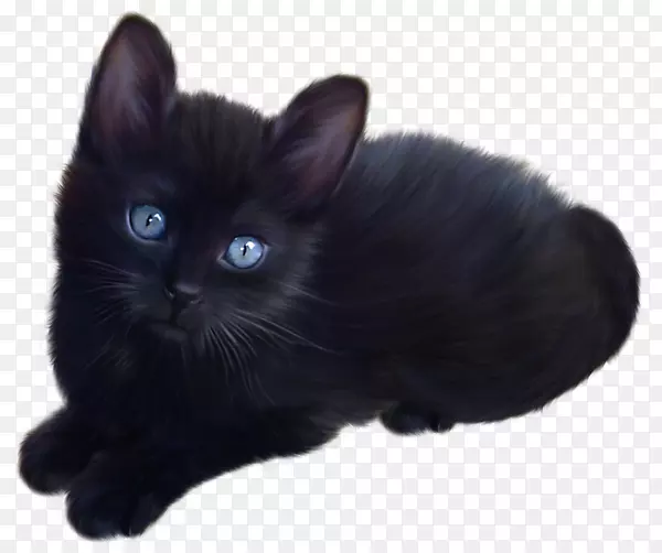 猫缅因州黑猫夹艺术-黑猫攻击