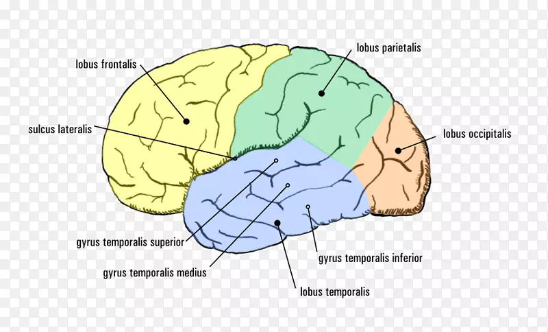 颞叶癫痫大脑皮层AGY-文本中的每个儿童