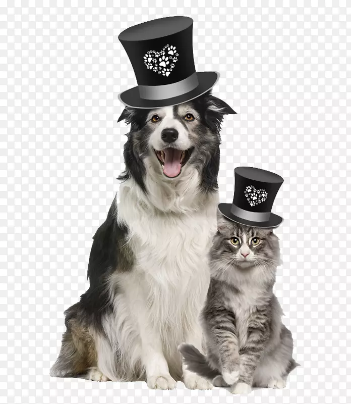 狗兽医宠物食品蓝水牛公司-一只戴帽子的狗