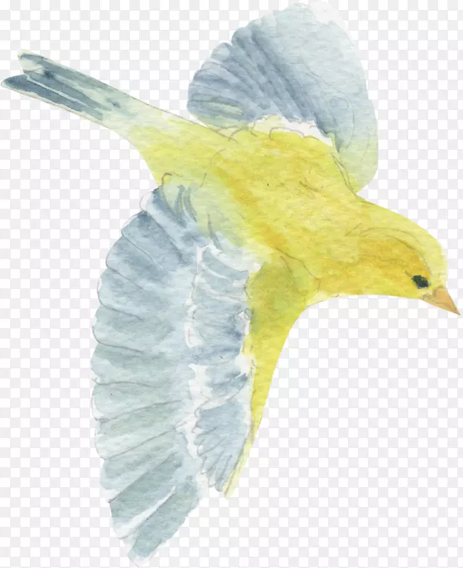 鸟黄嘴夹艺术-鸟