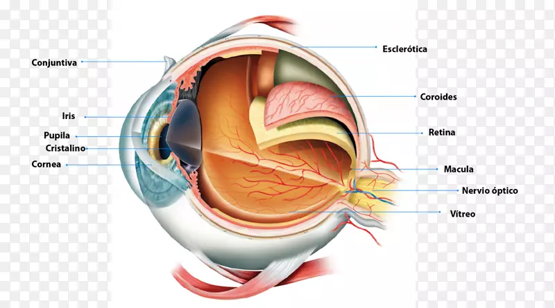 人眼解剖视网膜瞳孔