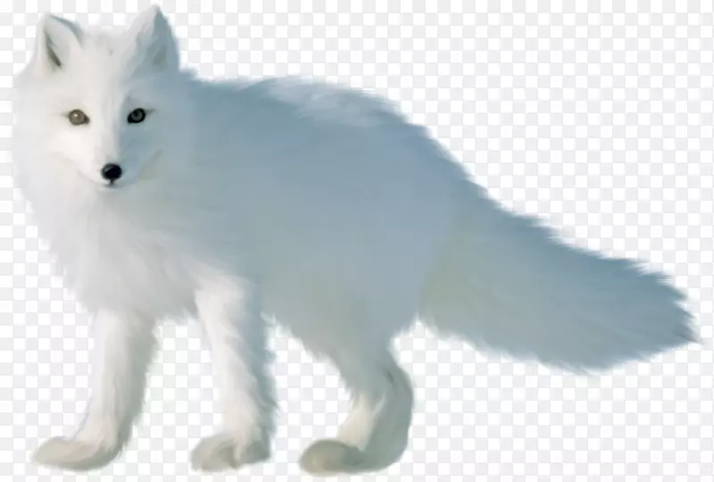 北极狐红狐加拿大爱斯基摩犬尼克王牌北极狐