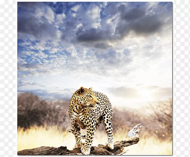 豹战士：进入非洲祖先、本能和梦想教义的旅程-猫科壁画狮子摄影-狮子