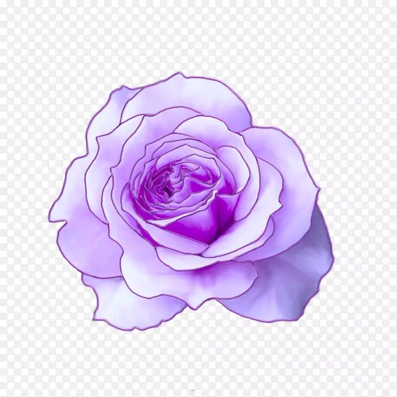 仙人掌玫瑰花园玫瑰花切花花瓣紫梦
