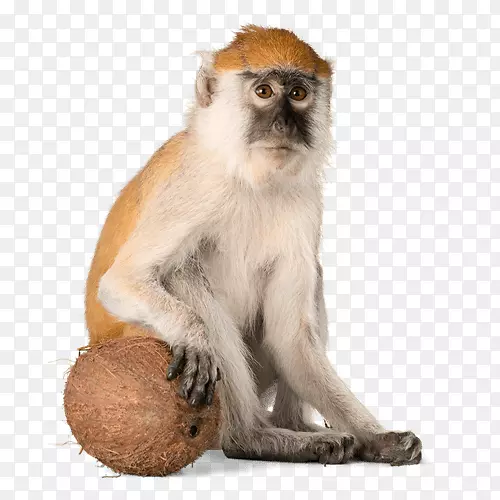 猕猴灵长类猴子占星术-猴子