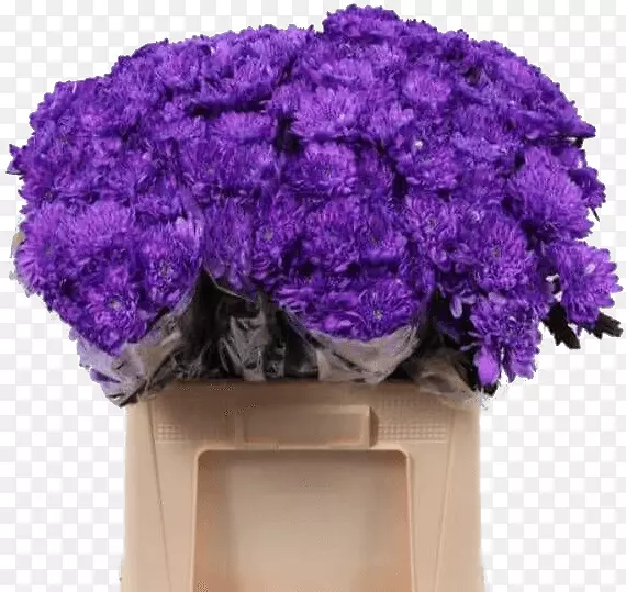 薰衣草花紫硬菊花丁香花