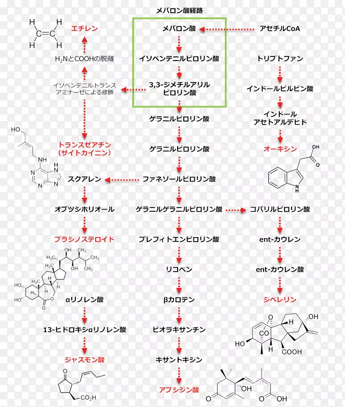 茉莉酸植物激素合成类固醇图谱