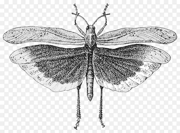 昆虫翅膀蝗虫剪贴画-昆虫