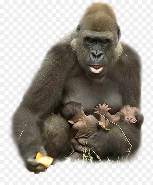 大猩猩灵长类猴子动物-大猩猩