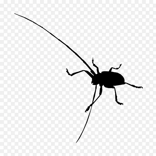 甲虫剪贴画-甲虫