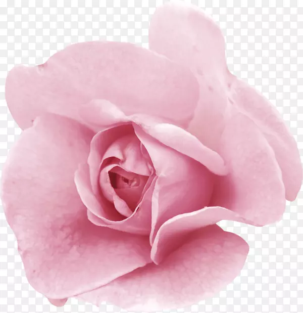 花园玫瑰，蜈蚣玫瑰，粉红色花，花-羊毛