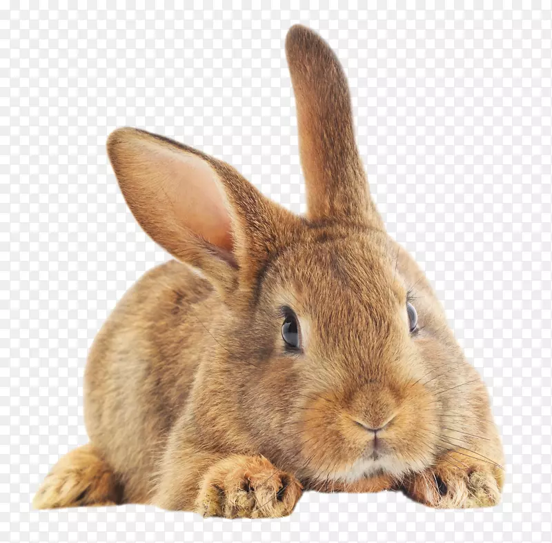 国内兔子欧洲兔子复活节兔子-有梦想