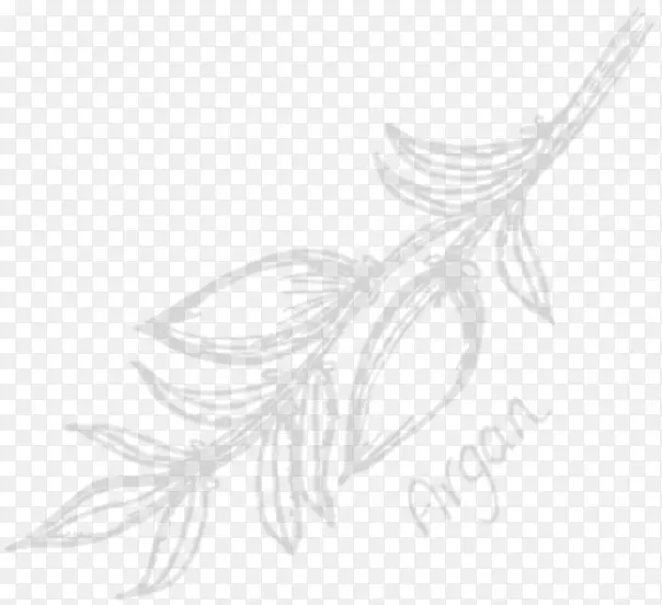 线条艺术白花植物羽毛素描-羽毛