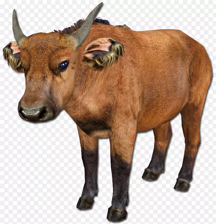 动物园大亨2头牛非洲水牛非洲森林野牛