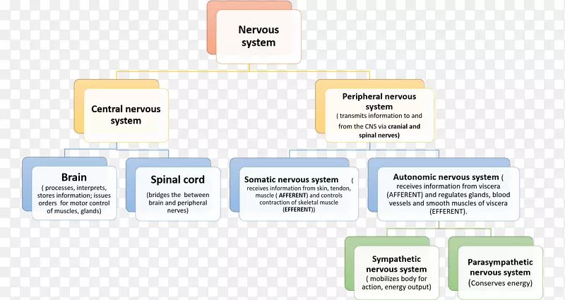 纸型组织标志服务字体-神经结构