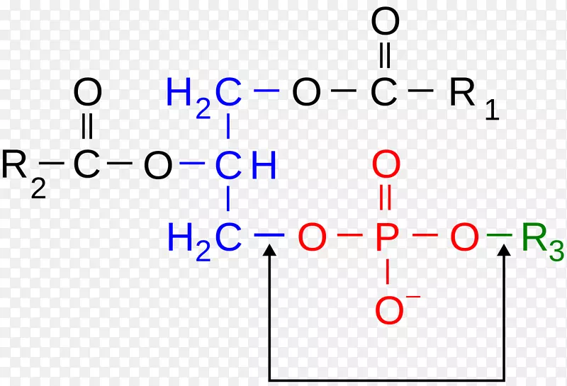 磷二酯键、化学键、亲水磷脂-封面书籍