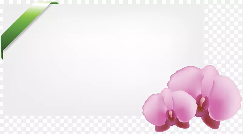 飞蛾兰花花瓣-美丽的兰花相框