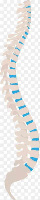 脊柱脊髓神经人背部中性脊柱坐骨神经-al-Mubarak载体