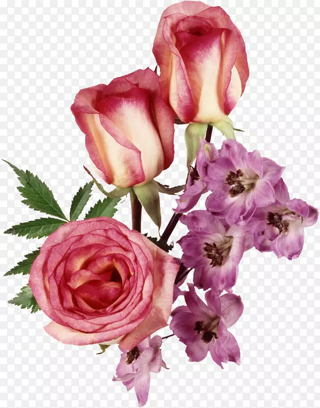 静物：粉色玫瑰，花夹艺术-玫瑰