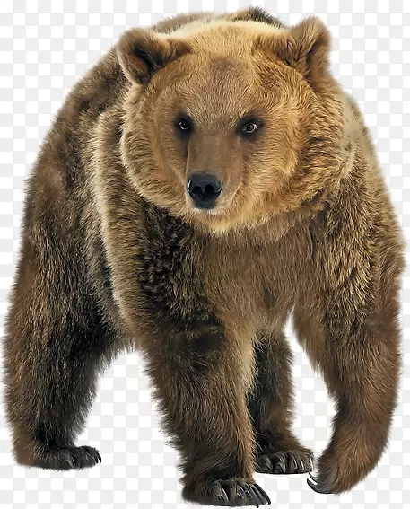 北极熊，灰熊，堪察加棕熊，东西伯利亚棕熊-北极熊