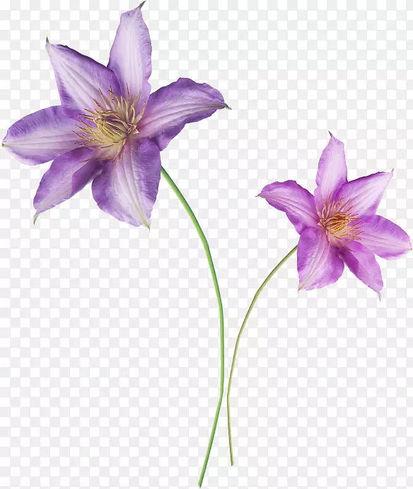 百合科百合花紫百合紫罗兰