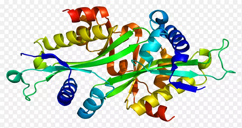 乙酰转移酶蛋白SAT 1基因多胺调节因子1-sat
