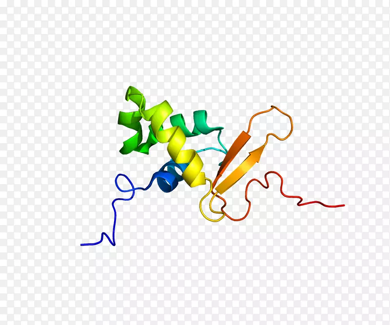 FOXO 3狐蛋白叉头结构域叉头盒L2-基因