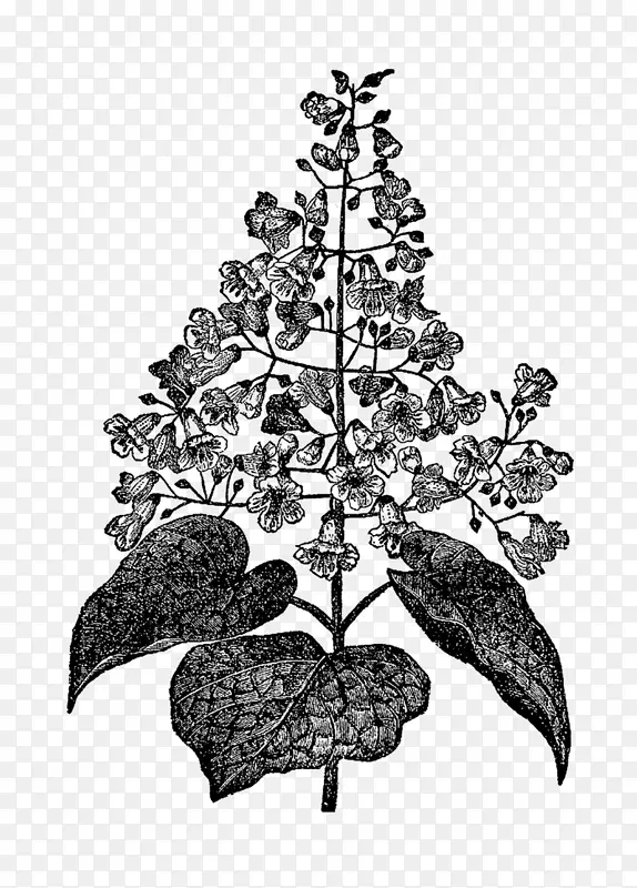 黑白植物学插图-树