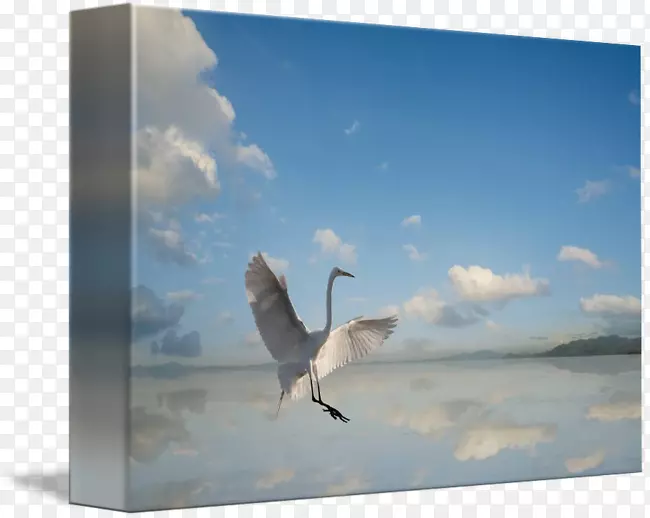 摄影鸟天空plc-白鹭海报设计
