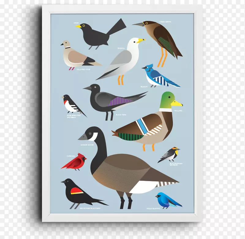 鸭滩鸟喙羽毛宣传海报装饰图案