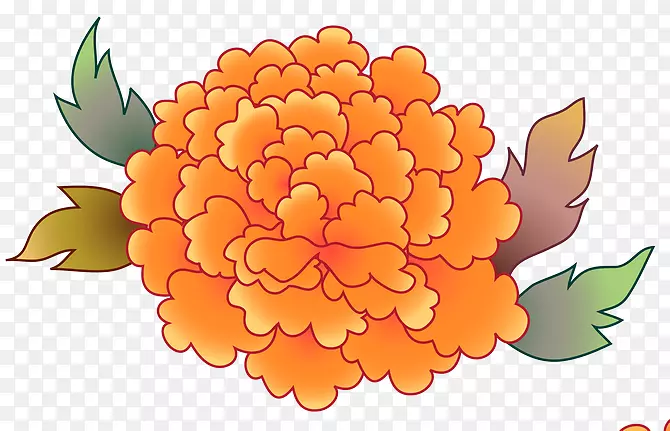 花卉设计花瓣菊花盆万寿菊设计