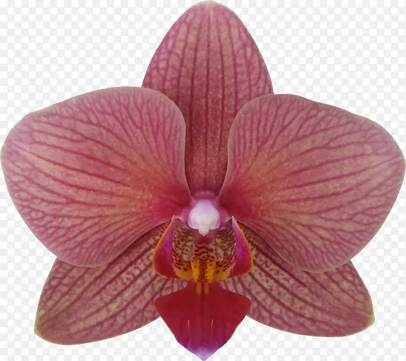 飞蛾兰花金牛兰品种紫兰花