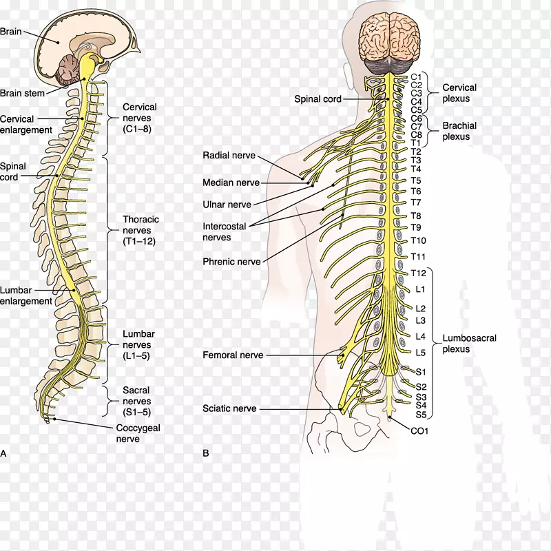 脊柱脊髓中枢神经系统
