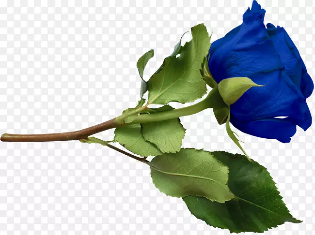 蓝色玫瑰剪贴画-花