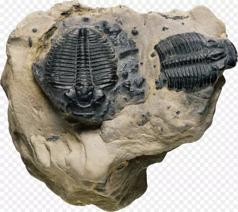 化石三叶虫岩石生物-无能为力