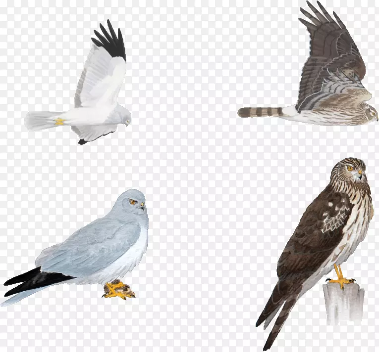鹰、雀鸟、鹰、鸡、麻雀-各种鸽子