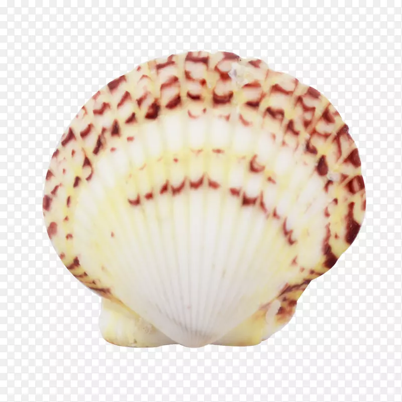 福罗里达海贝壳扇贝-贝壳和海星