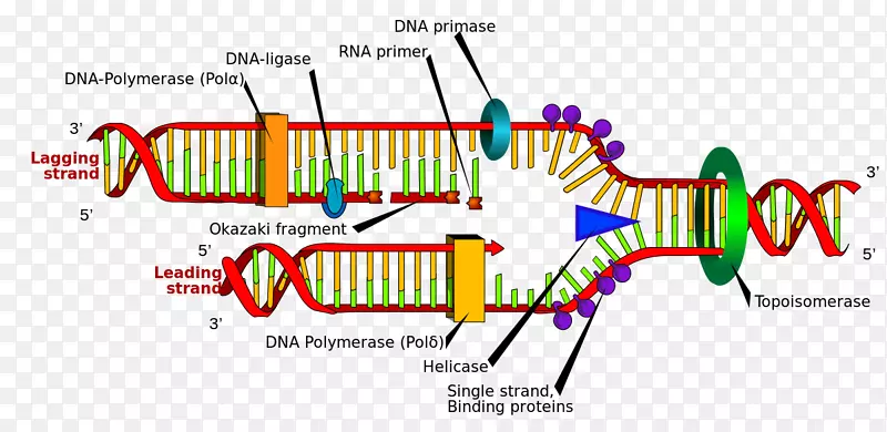 DNA复制碱基对半保守复制dna聚合酶水果酶