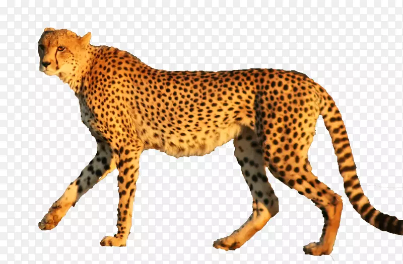 猎豹美洲虎动物猫猎豹