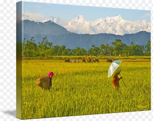 2015年4月尼泊尔地震水彩画-稻田