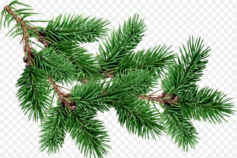 杉木松树剪贴画免费圣诞树树枝扣料