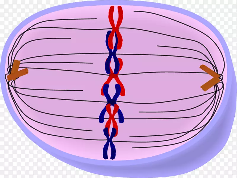 同源染色体有丝分裂中期细胞向外扩散